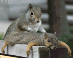 squirrelmassage-1.gif